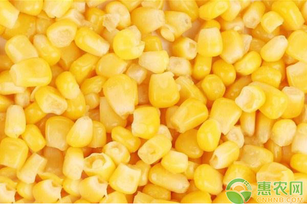 夏玉米的高產(chǎn)種植管理要點(diǎn)